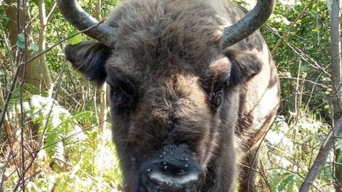 Bison at Blean