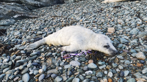 Seal pup with balloon string around its fin
