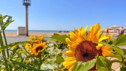 Several bright yellow sunflowers are in the foreground with the beach and sea behind, with bright blue sky above.