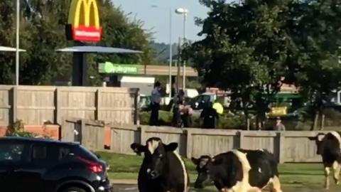Cows at McDonald's in Mold