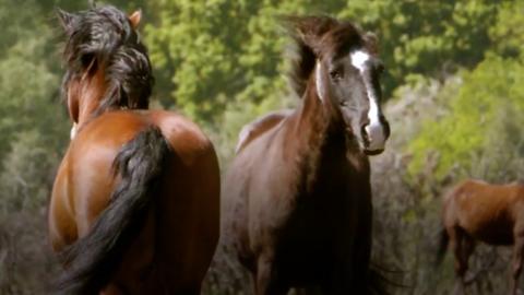 Stallion in the New Forest