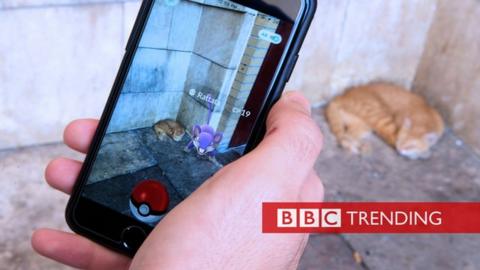 Pokemon Go and a cat