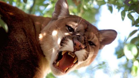 Mountain lion