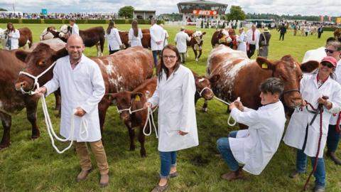 People exhibiting cattle at Great Yorkshire Show