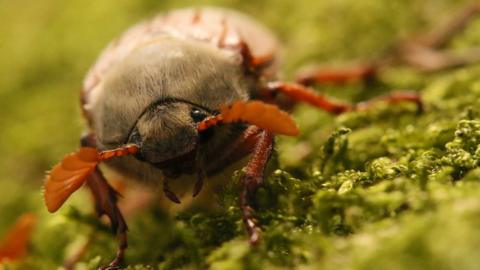 A close up of a beetle