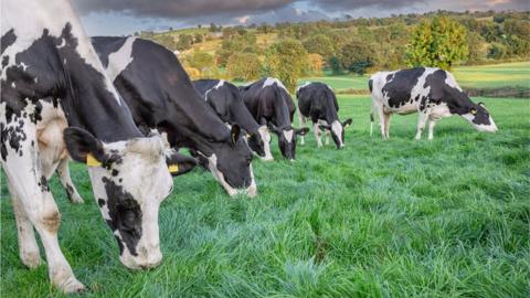 Group of Holstein dairy cows grazing - stock photo