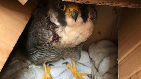 Peregrine falcon shot