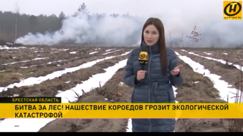 Belarus state TV report on bark beetle forest infestation