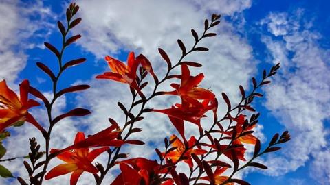 Red flowers on long stalks with blue sky and white clouds behind