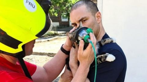 Cat with oxygen mask