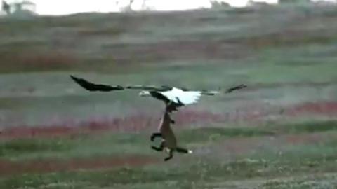 Eagle tries to take rabbit from fox