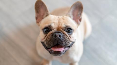 French bulldog