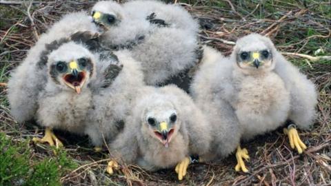 Hen harriers