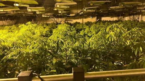 Cannabis plants under lights.
