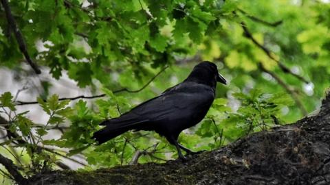 A crow perched on a tree branch