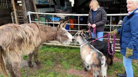 harold the donkey meets his goat friends