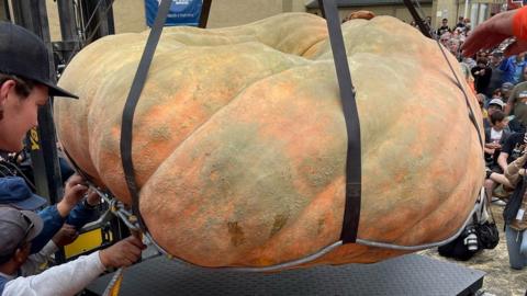 Giant pumpkin on a weighing scale