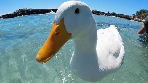 Duck in the water at Rainbow Bay in Australia