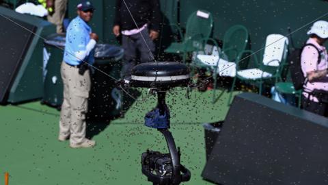 Bees swarm on the main stadium court at Indian Wells