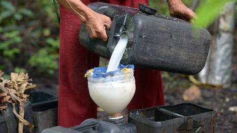 Coconut sap