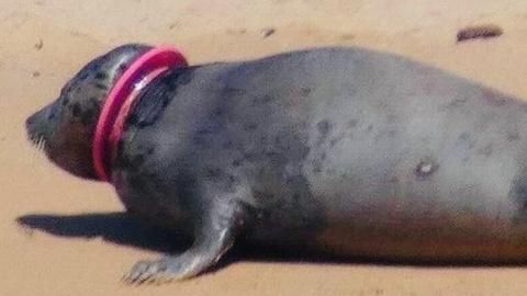 Seal with frisbee on neck
