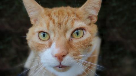 A charity is appealing to rehome two cats who have spent five years in rescue centres.