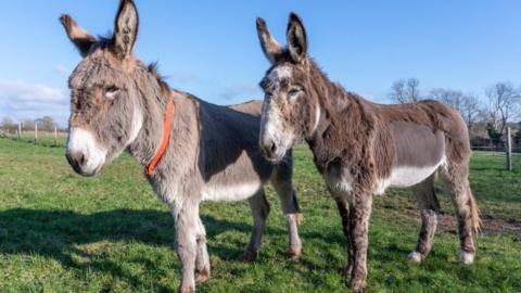 Ben and Joey at the Donkey Sanctuary in Devon