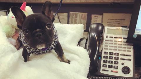 A french bulldog looks adorable as it sits on a person's desk beside a workphone. The frenchie has a big blanket that it's sitting on. It's eyes are huge and very pretty.