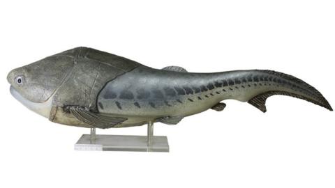 Reconstructed fish