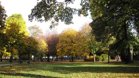 trees in park