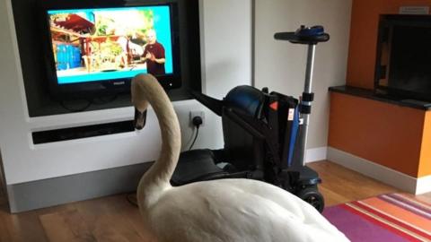 Swan watching TV