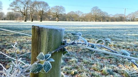 A frosted piece of ivy curls around a wooden fence post, with a frosty field behind and blue skies on the horizon