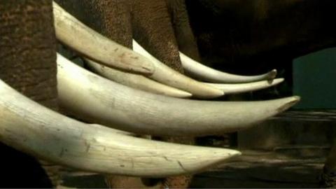 Elephant tusks