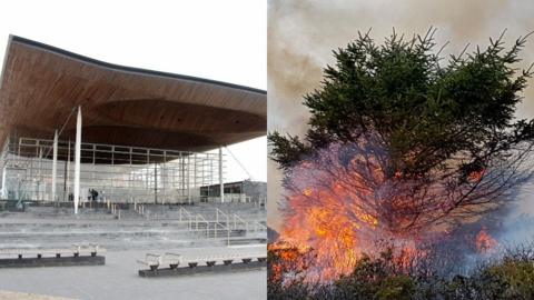 senedd