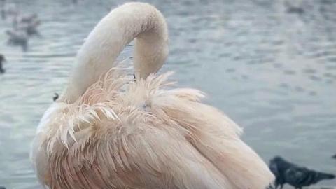 Swan's feathers turn pink