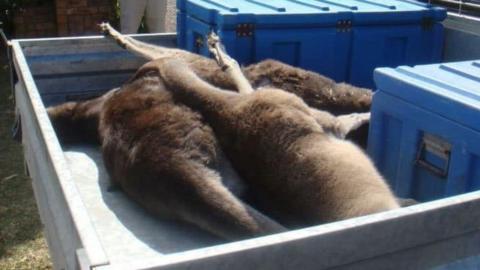 Dead kangaroos piled in the back of a wildlife rescue truck