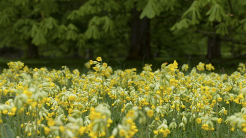 Wildflowers