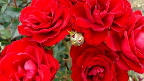 Red roses bred by Cants