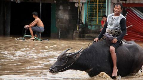 A man rides an animal through flooded streets in the Philippines, December 2018