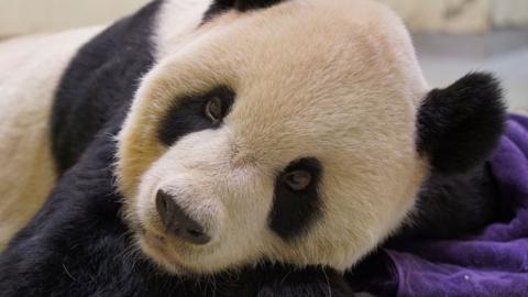 Tuan Tuan the giant panda
