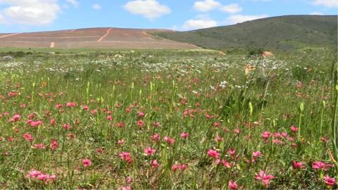Field of flowers in South Africa