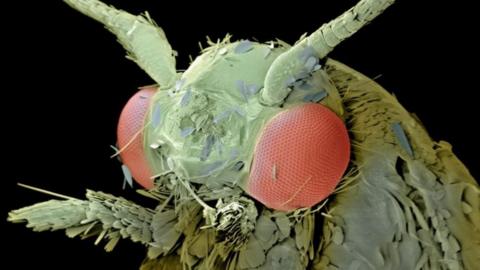 Coloured scanning electron micrograph (SEM) of the common clothes moth