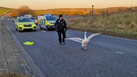 Cygnet being chased by police officer