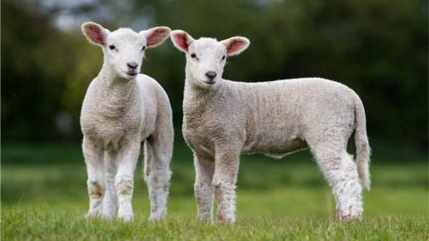 Lambs generic