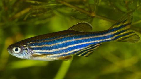 Zebrafish