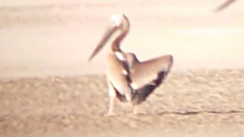 Missing pelican spotted on Fairhaven beach
