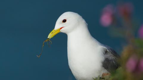 Kittiwake