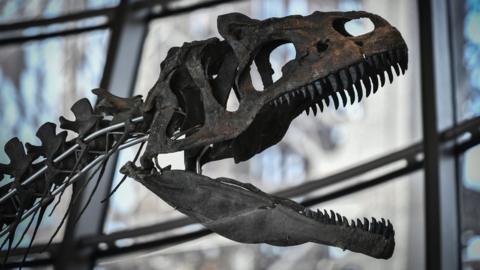 A close up of a skeleton of a carnivorous dinosaur on display at the first floor of the Eiffel Tower in Paris, 2 June 2018