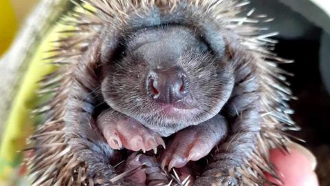 Hoglet