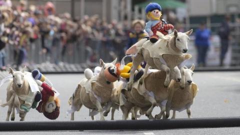 Sheep racing